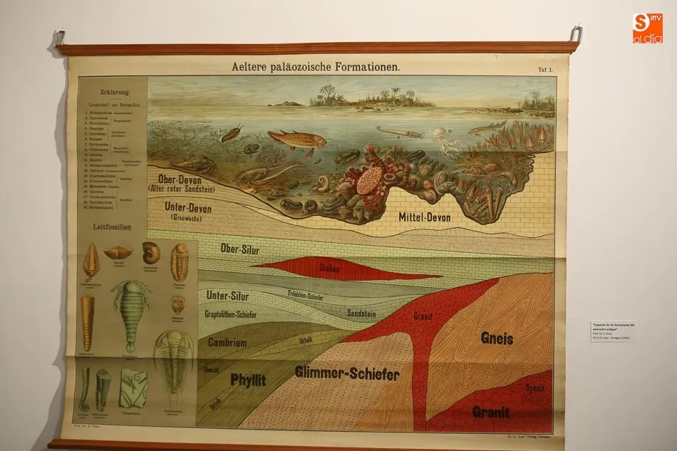 Foto 10 - La exposici&oacute;n &lsquo;Gabinete zool&oacute;gico del Estudio salmantino&rsquo; contin&uacute;a en el Museo de Salamanca  
