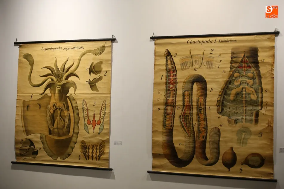 Foto 9 - La exposici&oacute;n &lsquo;Gabinete zool&oacute;gico del Estudio salmantino&rsquo; contin&uacute;a en el Museo de Salamanca  
