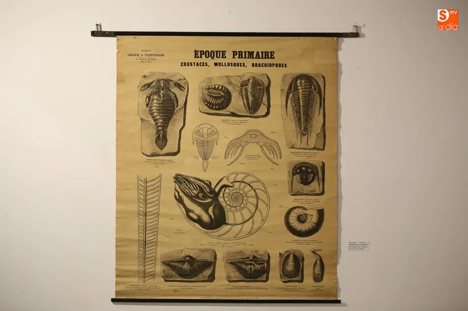 Foto 8 - La exposici&oacute;n &lsquo;Gabinete zool&oacute;gico del Estudio salmantino&rsquo; contin&uacute;a en el Museo de Salamanca  