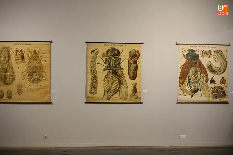 Foto 7 - La exposici&oacute;n &lsquo;Gabinete zool&oacute;gico del Estudio salmantino&rsquo; contin&uacute;a en el Museo de Salamanca  