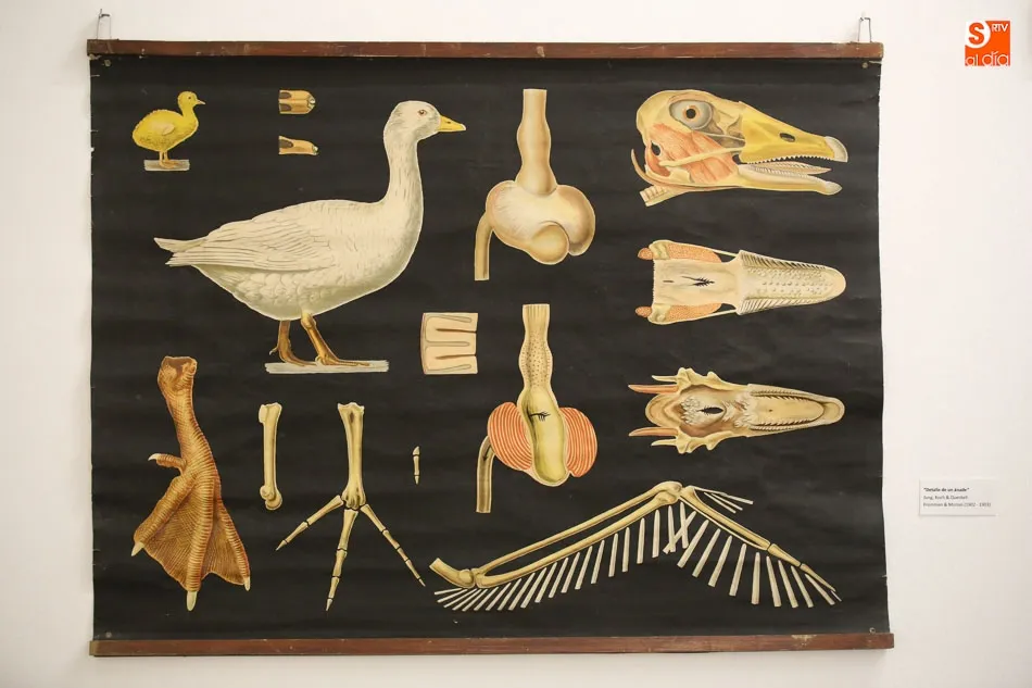 Foto 5 - La exposici&oacute;n &lsquo;Gabinete zool&oacute;gico del Estudio salmantino&rsquo; contin&uacute;a en el Museo de Salamanca  