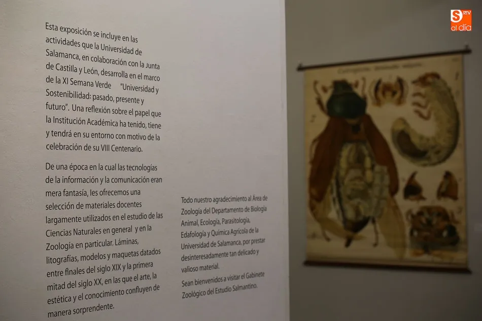 Foto 3 - La exposici&oacute;n &lsquo;Gabinete zool&oacute;gico del Estudio salmantino&rsquo; contin&uacute;a en el Museo de Salamanca  