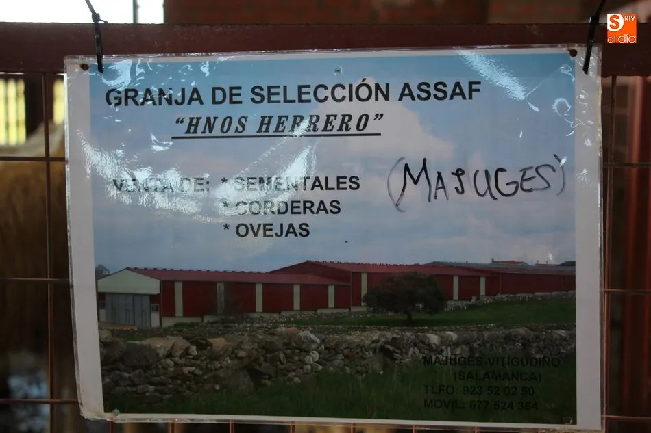 Foto 9 - Pocos ejemplares de bovino y ovino, y ganaderos, en la feria de la Pascuilla  