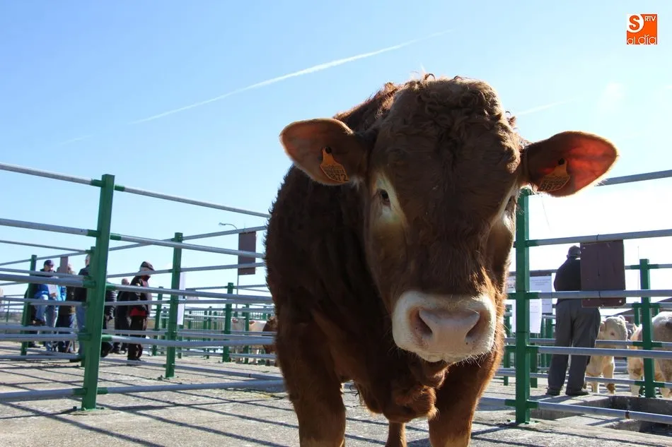 Foto 8 - Pocos ejemplares de bovino y ovino, y ganaderos, en la feria de la Pascuilla  