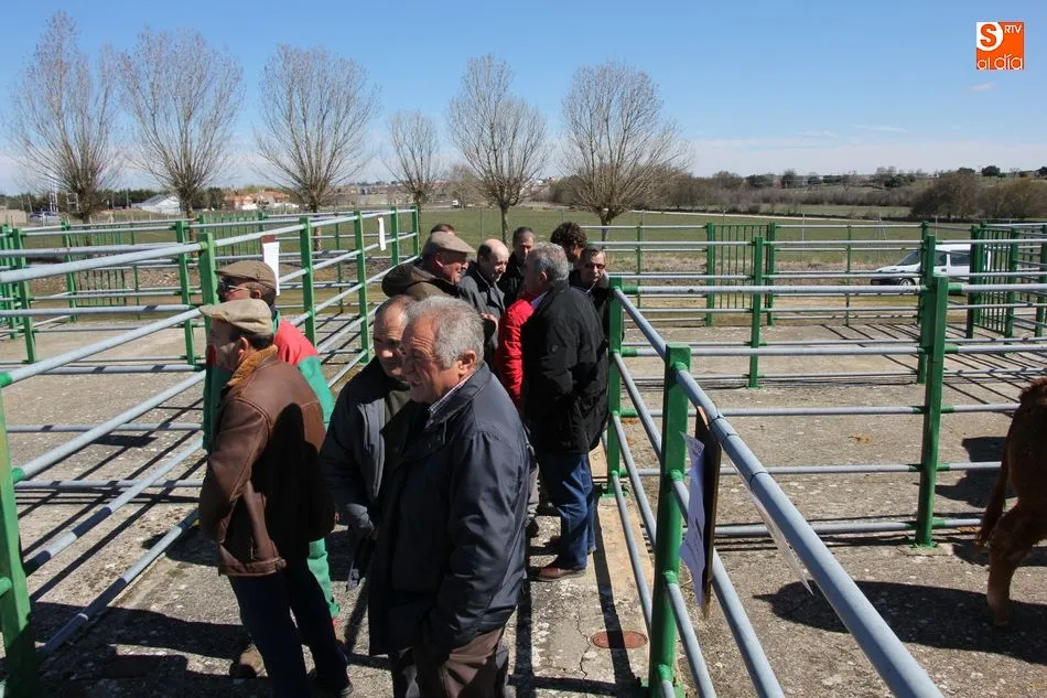 Foto 4 - Pocos ejemplares de bovino y ovino, y ganaderos, en la feria de la Pascuilla  