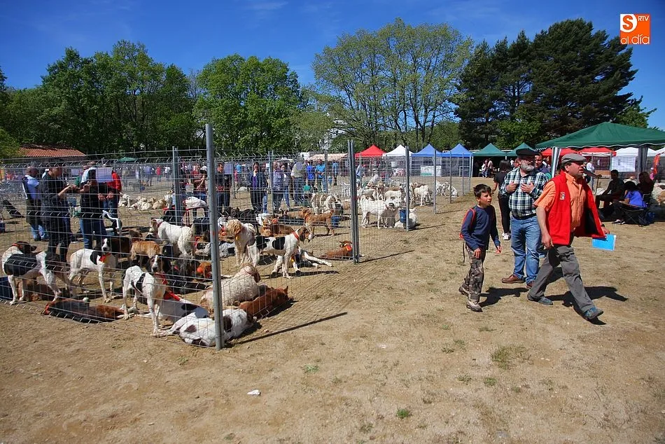 Decenas de rehalas acudirán para competir en la Feria Cinegética de Linares de Riofrío