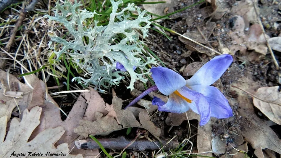Resurrección de lo pequeño