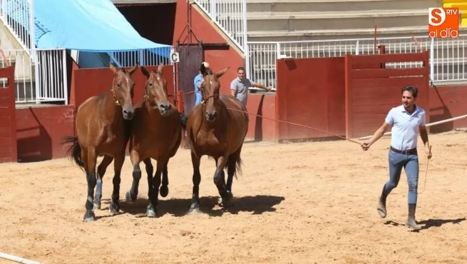 Imagen de un concurso morfológico en el Recinto Ferial de la Diputación