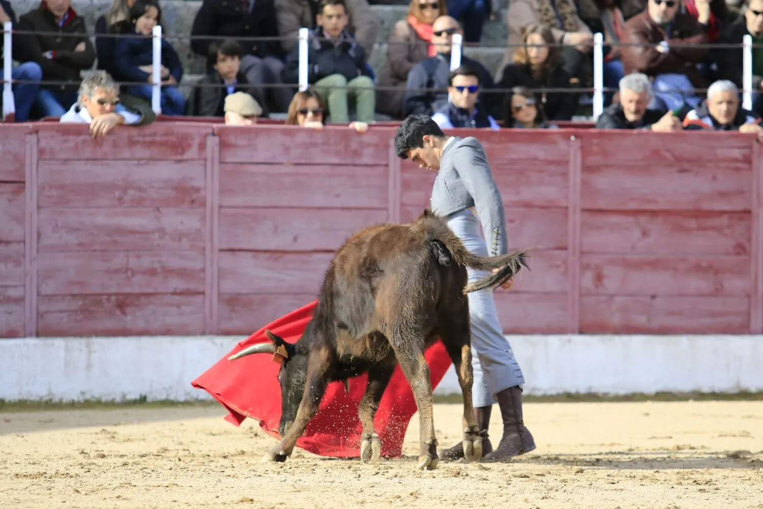 Foto 9 - &lsquo;Parrita&rsquo; gana el XIV Certamen Taurino de Ledesma 'Rosquilla de Oro'&nbsp;  