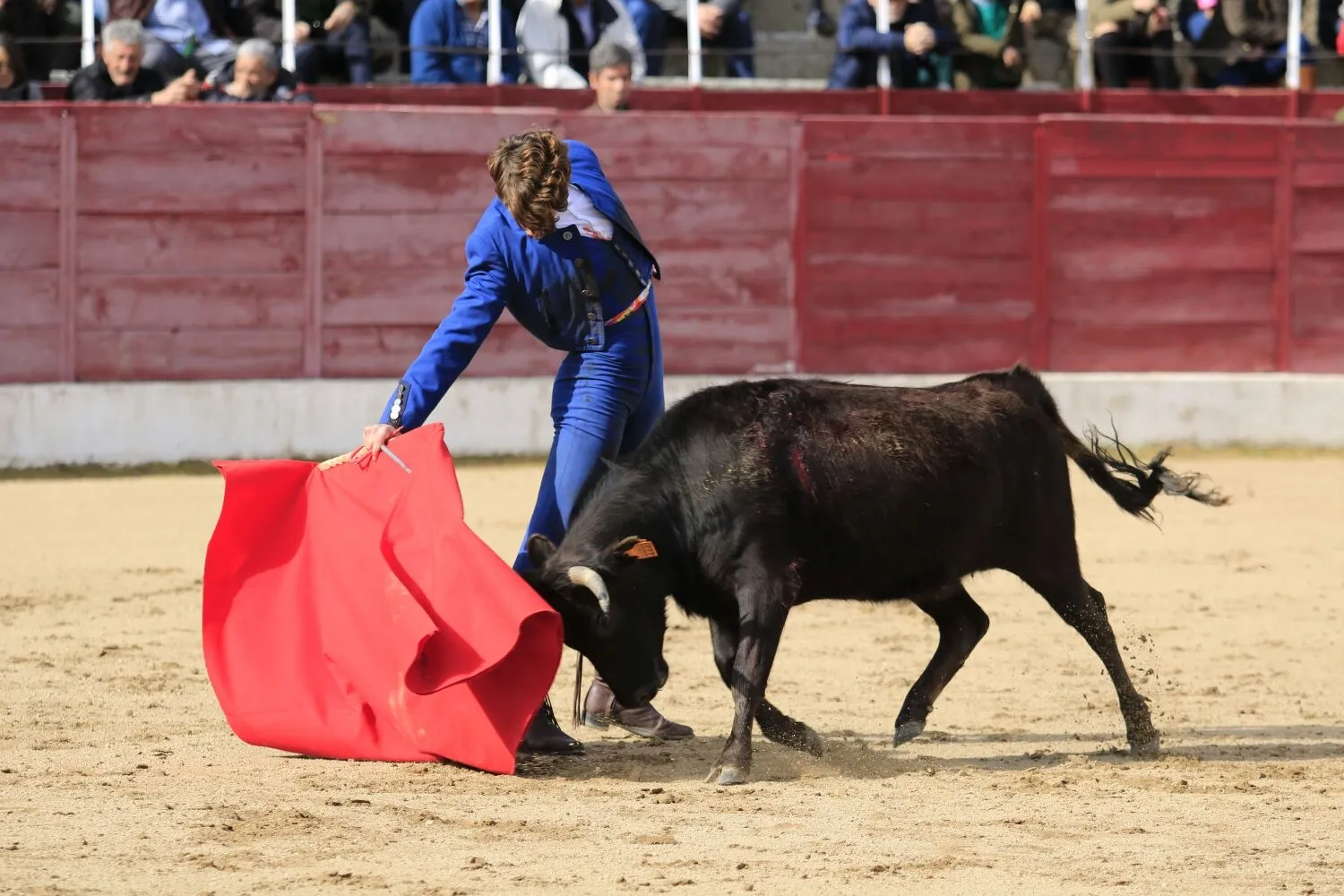 Foto 3 - &lsquo;Parrita&rsquo; gana el XIV Certamen Taurino de Ledesma 'Rosquilla de Oro'&nbsp;  