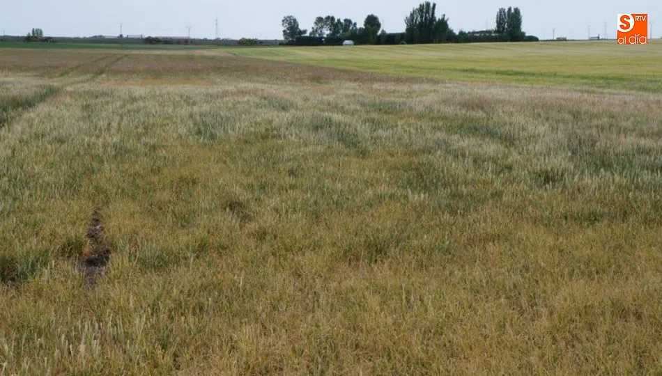 Parcela de cebada afectada por la sequía de la pasada campaña