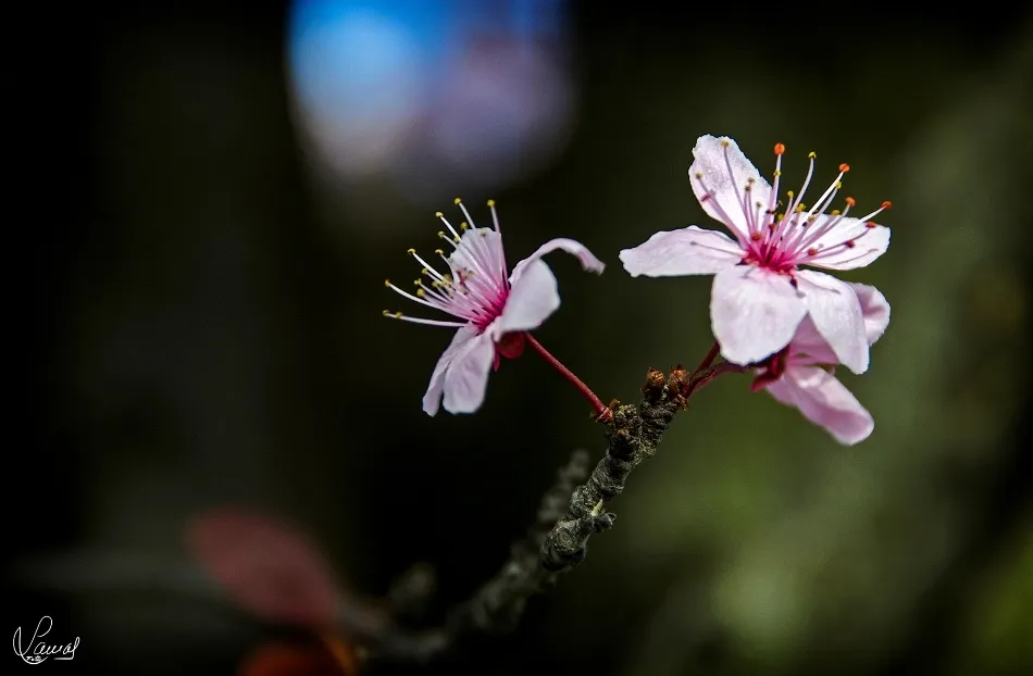 Foto 4 - Primavera que brota