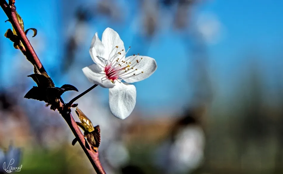 Foto 3 - Primavera que brota