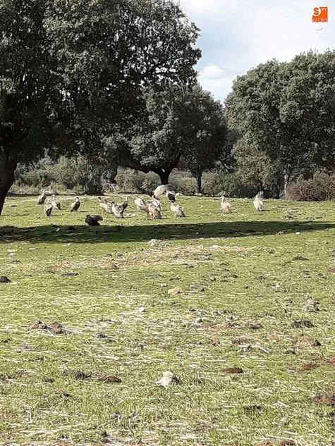 Foto 4 - Una bandada de buitres acaba con una novilla y su ternero reci&eacute;n parido
