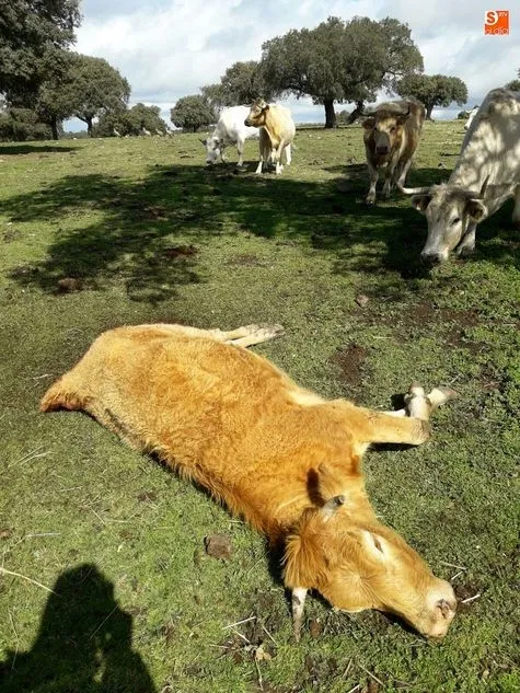 Foto 3 - Una bandada de buitres acaba con una novilla y su ternero reci&eacute;n parido
