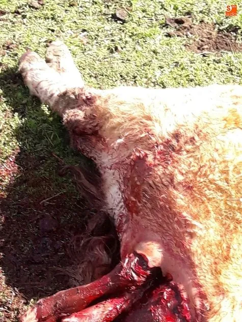 Foto 2 - Una bandada de buitres acaba con una novilla y su ternero reci&eacute;n parido