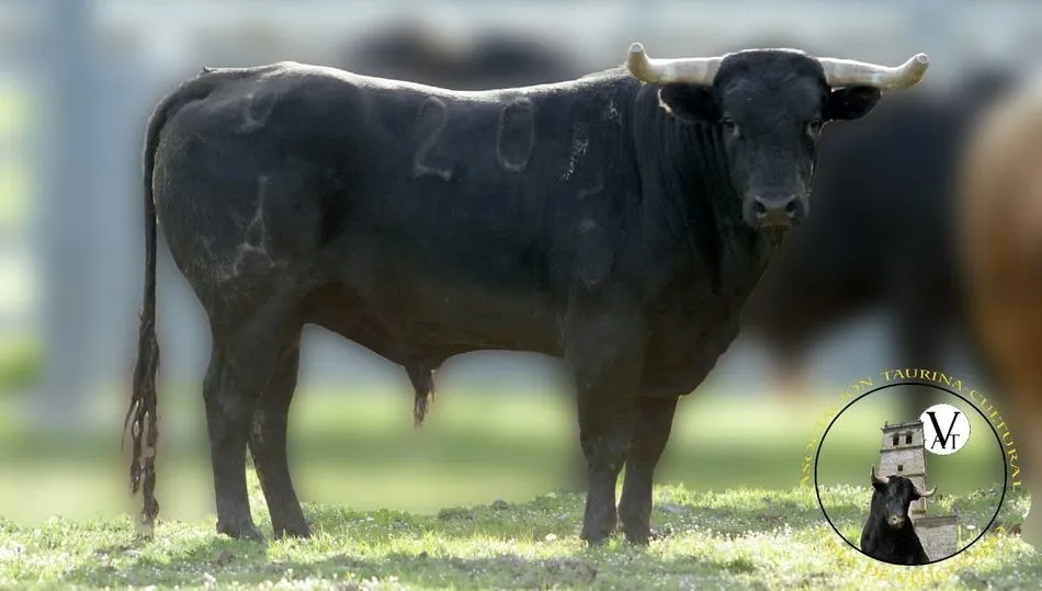 Pícaro está herrado con el nº 20, es utrero y de la misma ganadería que su antecesor /