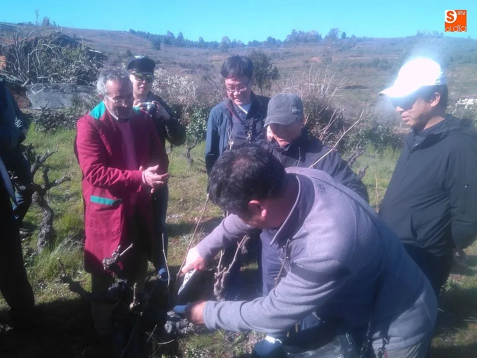 Foto 5 - Corea del Sur se interesa por la Ruta del Vino de la Sierra de Francia