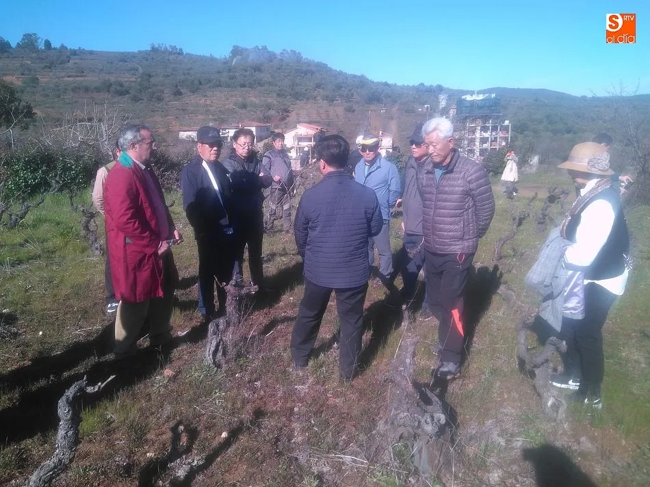 Foto 2 - Corea del Sur se interesa por la Ruta del Vino de la Sierra de Francia