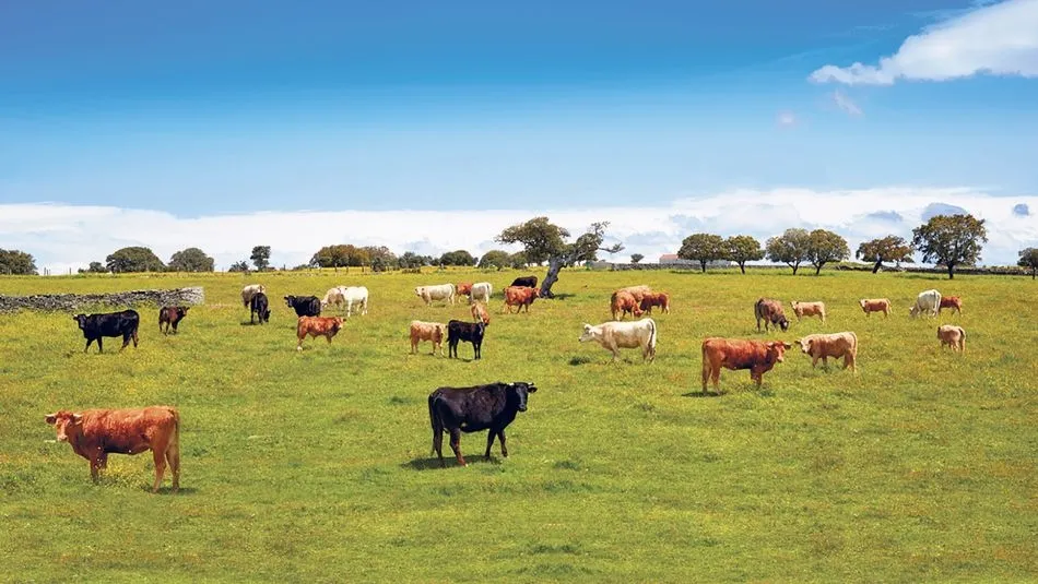 Banco Caixa Geral brinda al sector fórmulas de financiación para que las explotaciones agrícolas y ganaderas