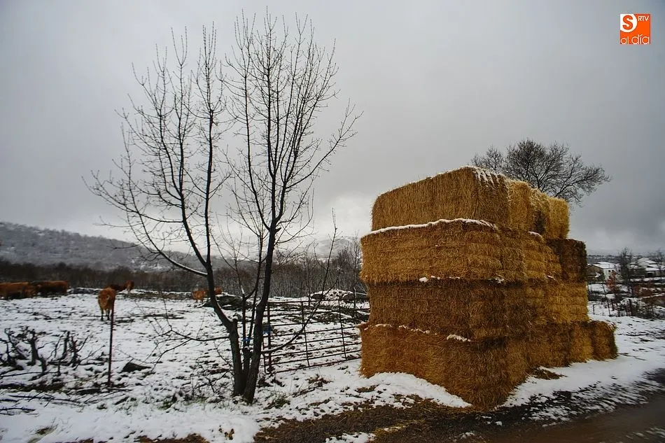 Foto 5 - La nieve sorprende en el Lunes de Aguas