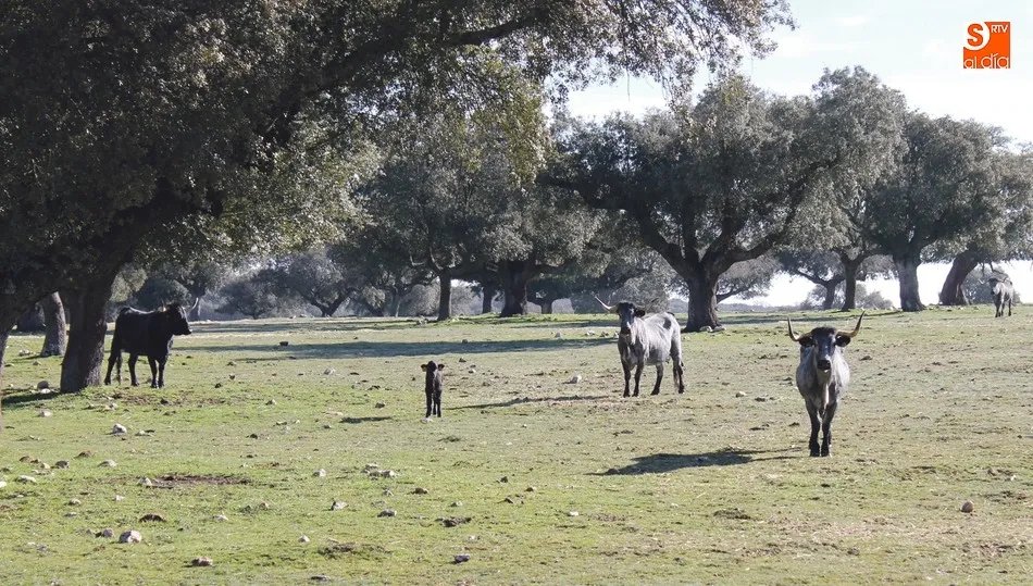 Uno de los proyectos importantes en estos años ha consistido en la mejora de la morucha cárdena, apuesta que ahora se trasladará a la morucha negra