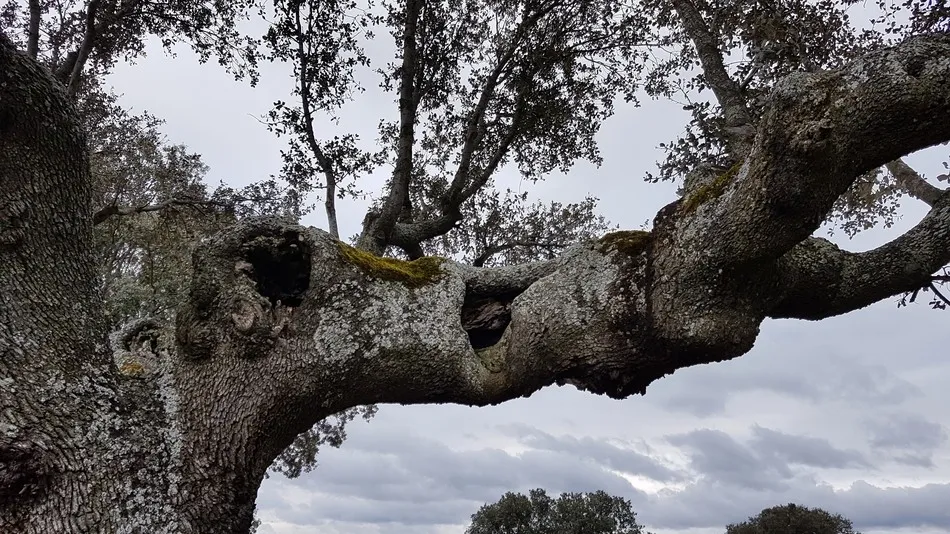 Detalle de una encina en la que se han podado ramas de gran diámetro y no se ha conseguido la cicatrización