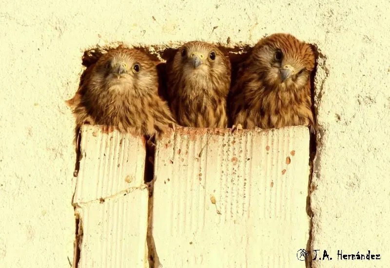 Foto 2 - Abierta una exposici&oacute;n fotogr&aacute;fica sobre la naturaleza en la comarca mirobrigense  
