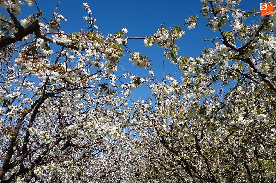 Foto 4 - Cerezos en flor de Fund&atilde;o, una estampa para conservar en la retina