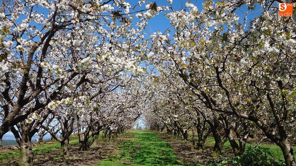 Hileras de cerezos en flor en Fundão/ Foto: Martín-Garay