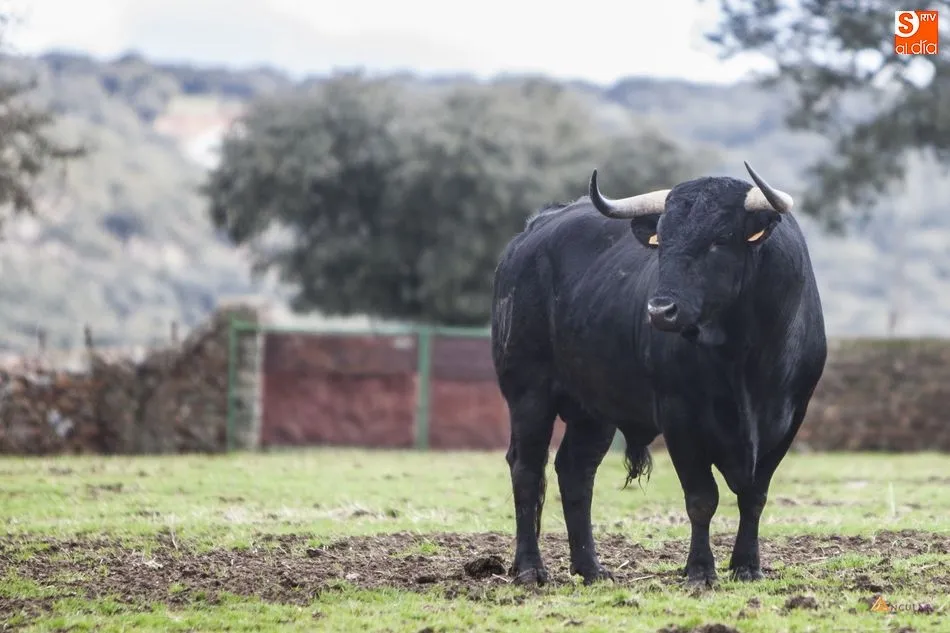 El legado Murube de José Manuel Sánchez se mantiene vivo en su finca ‘Agustínez’ en el término municipal de San Muñoz | FOTOS: Pablo Angular