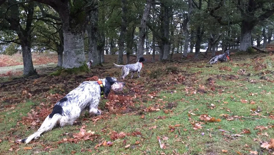Patrón de cuatro setters, todo un espectáculo
