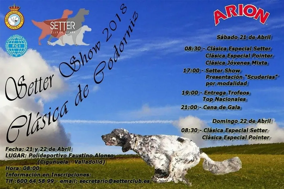 Foto 11 - Setter Show, homenaje a los mejores  