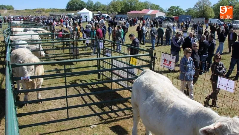 Vacuno, ovino, caballar, canino y porcino estarán presente en la Feria de San Felipe