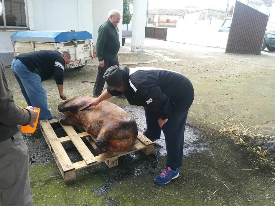 Foto 9 - Los mayores celebran la matanza tradicional
