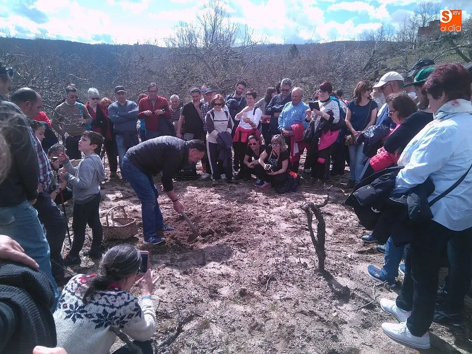 Foto 10 - Los cerezos y vi&ntilde;edos al servicio del turismo primaveral