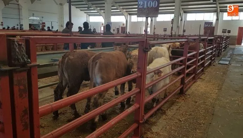 El vacuno salvó la sesión de este lunes en el mercado y la lonja de Salamanca
