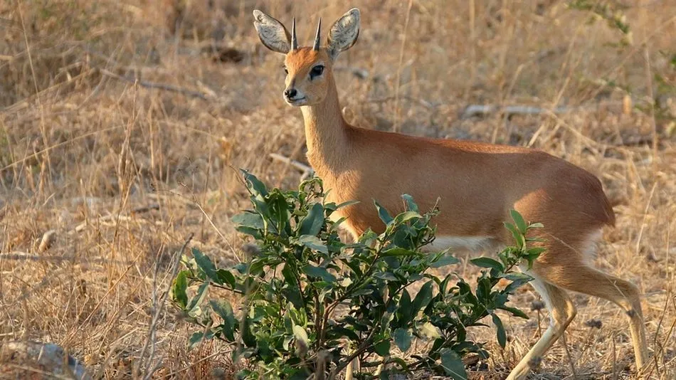 La RFEC valora de forma positiva la iniciativa del MAPAMA