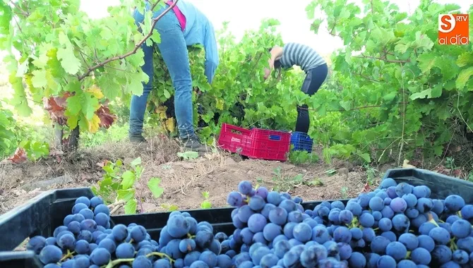 Esta acción se integra en el proyecto por la inserción laboral de la mujer rural en el sector vitivinícola