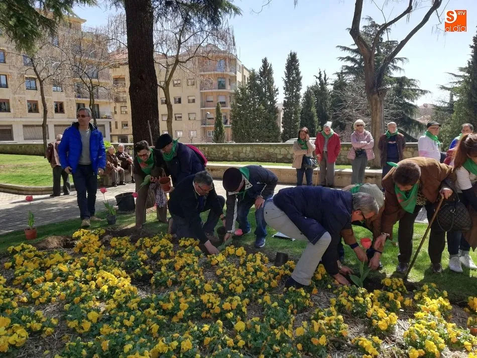 Foto 3 - Tulipanes para conmemorar el D&iacute;a Mundial del Parkinson  