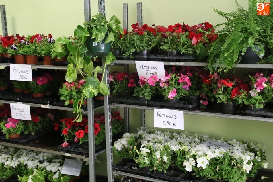 Foto 3 - Manos Unidas inicia la campa&ntilde;a de venta solidaria de plantas