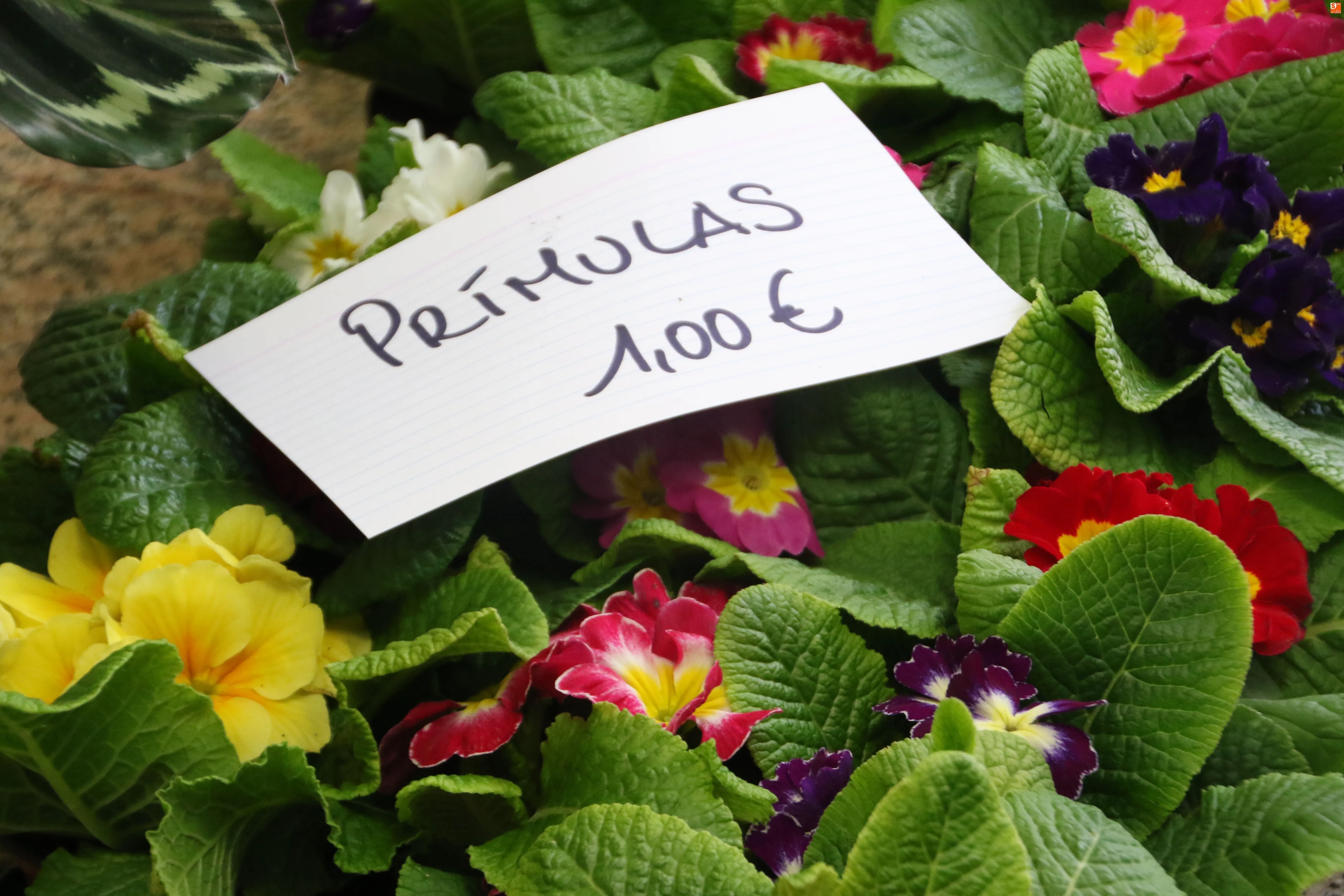 Foto 4 - Manos Unidas inicia la campa&ntilde;a de venta solidaria de plantas