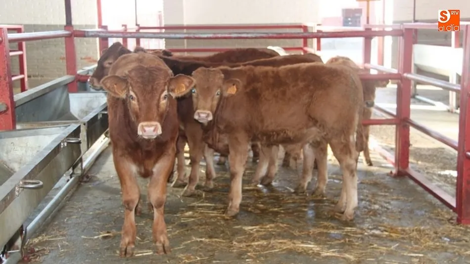 Aumentan las exportaciones de carne y de ganado vivo