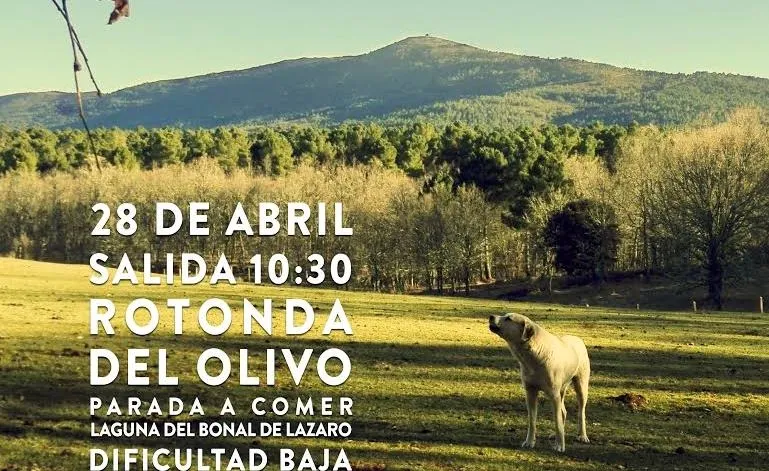 Organizada una ruta senderista al Pino de la Cerilla  