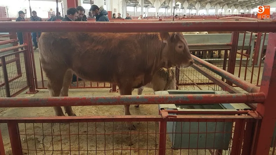 El mercado se ha resentido de la festividad de ayer, lunes, en Castilla y León