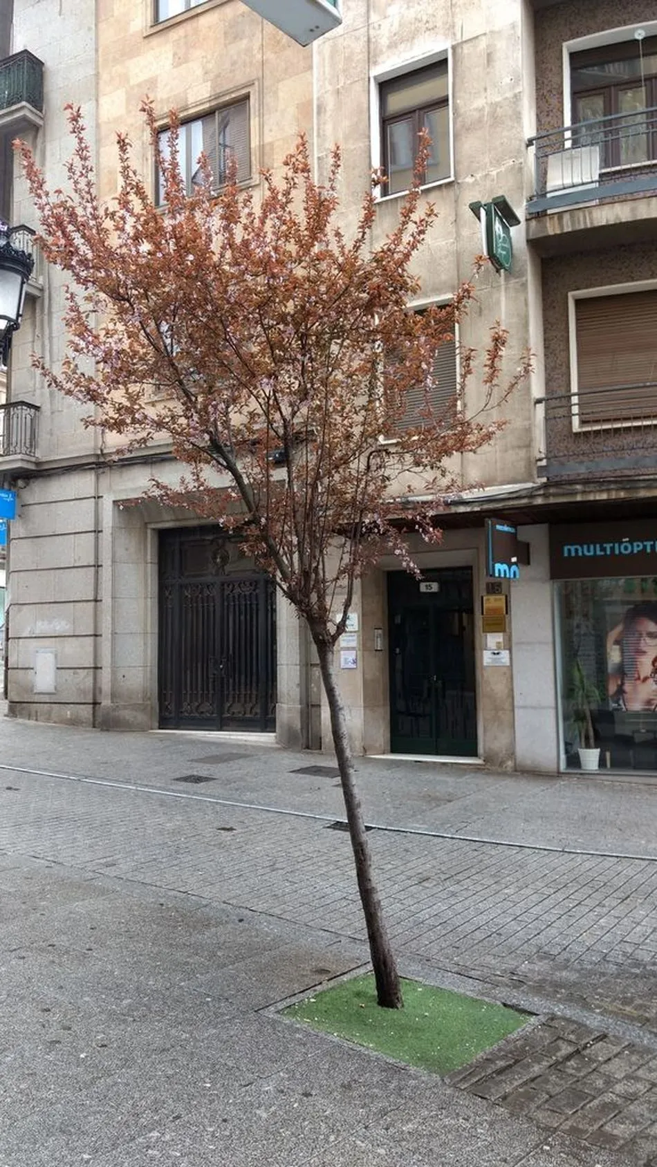 Foto 6 - Piden la reposici&oacute;n del arbolado perdido en Salamanca