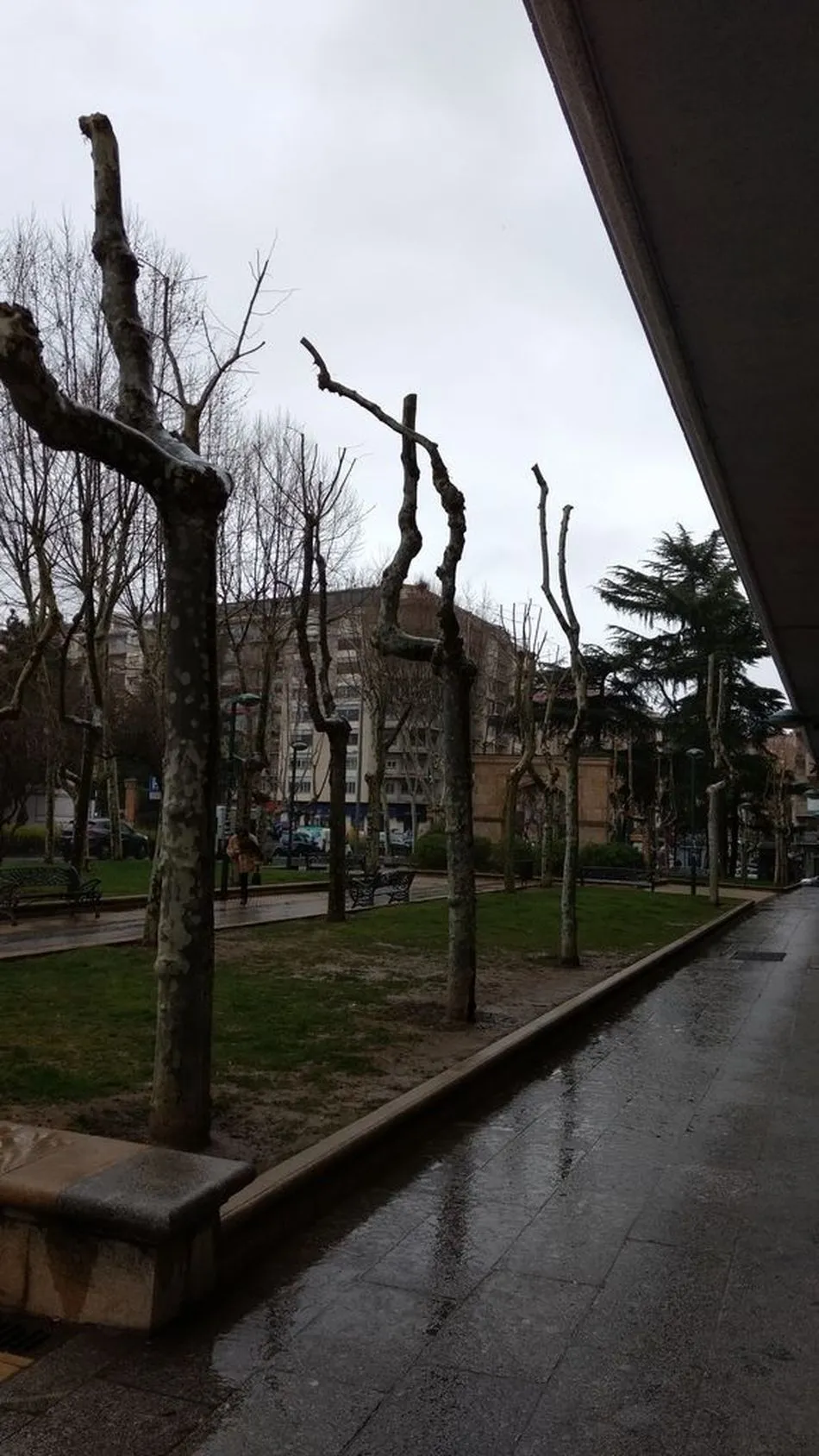 Foto 5 - Piden la reposici&oacute;n del arbolado perdido en Salamanca