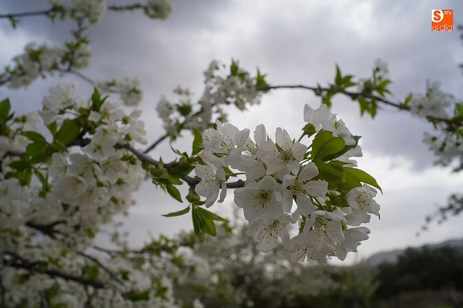 Foto 9 - Los colores de la primavera