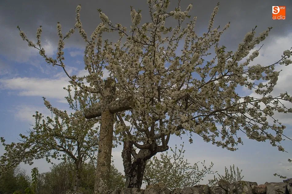Foto 5 - Los colores de la primavera