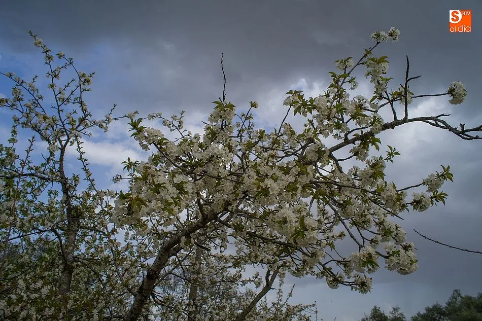 Foto 3 - Los colores de la primavera